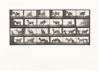 EADWEARD MUYBRIDGE (1830-1904) A selection of 5 plates from the pioneering motion study series Animal Locomotion.